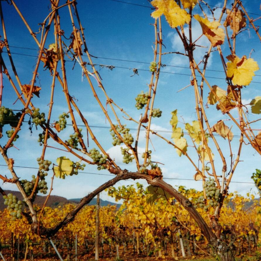 Pied de Vigne Binner av Vendanges